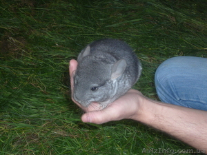 Шиншилла ручная #49453