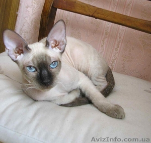 Котята доннского сфинкса #51344