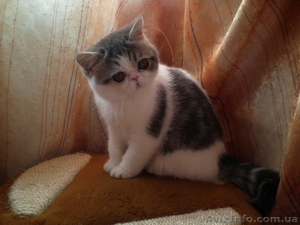 МИЛЫЕ КОТЯТА _ ПЕРСИКИ И ЭКЗОТИКИ #59853