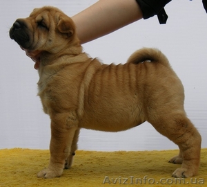 шар-пея щенки различных окрасов от титулованных производителей #50385