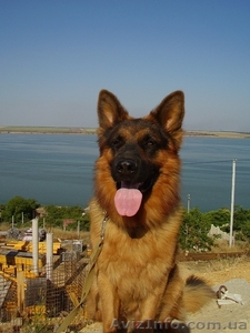 вязка кобеля немецкой овчарки #56072