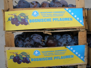 слива свежая (венгерка) #57163