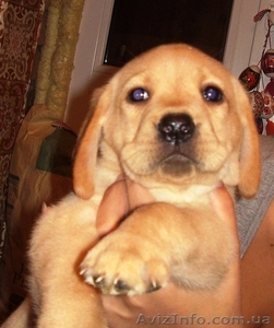 Продаю щенков ЛАБРАДОРА #49942