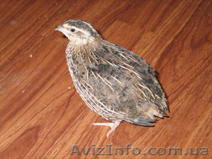 перепела//////////////////////////////////////////////////////////////////////// #56959