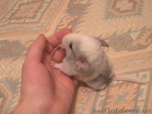 Продам шиншиллу #49451