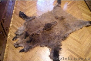 Продам шкуру кабана #54795
