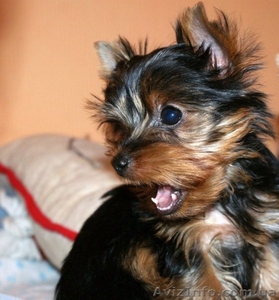 Щенок йоркширский терьер. Девочка! #49879
