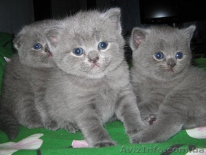 Продам британских прямоухих дефочек #49776