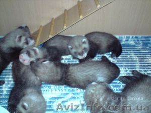 Декоративные хорьки(фретки) #51505