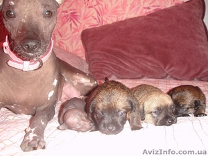 ветеринарные услуги #56068