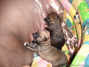 диагностика и лечение кошек и собак #56077