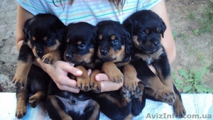 Продам щенков ротвейлера #52563