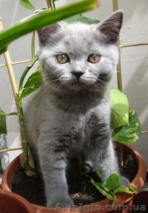 Чистокровные шотландские котята #55144