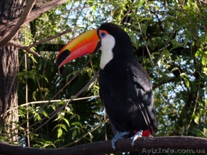 отдых в аргентине и путешествие. #48442