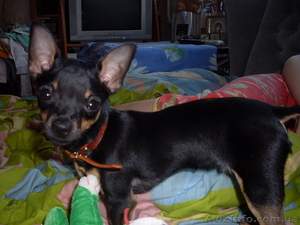 Той-терьер Мальчик #51563