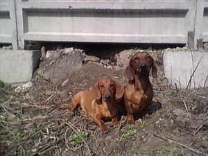 Щенок таксы рыжей гладкошерстной #54432