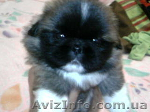 Щенки пекинеса мальчики! #49201