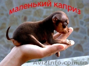 Щенки той-терьера разных окрасов. #22103