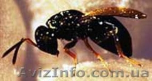 Расселение трихограммы дронами мотодельтапланами #48381