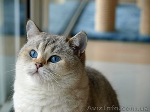 Британский котёнок #50889