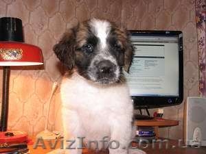 Продам щенка сенбернара и московской сторожевой #63989