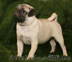  Завод мопсов