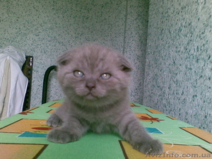 шотландские котята #54740