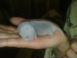 продам щенков декоративного хорька(фретки) #67983