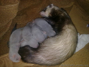 Продам щенков декоративного хорька #62494