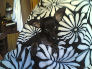 Надёжный друг для Вас #65801