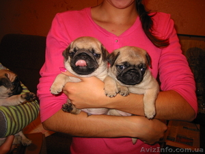 Продам  щенков МОПСИКА #64237