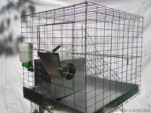 Продам шиншилл окраса серый стандарт и черный бархат #63584