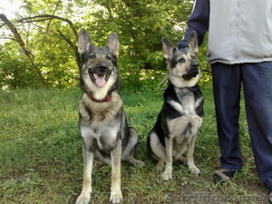 щенки восточно-европейской овчарки с родословной #66442