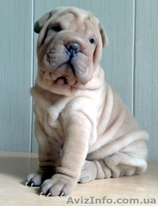 щенки голубогенного Шарпея #65405