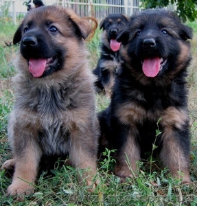 Щенки немецкой овчарки от родителей с отличной родословной #63693