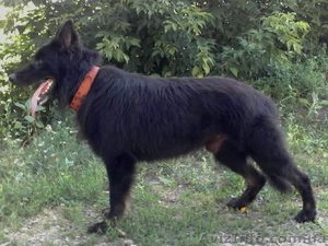 кобели восточно-европейской овчарки(ВЕО) для вязок #66445