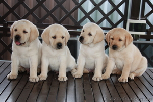 высокопородные щенки лабрадора! #60683