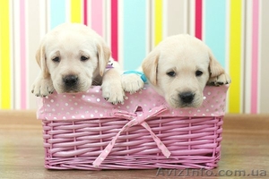 Щенки лабрадор-ретривер #73776
