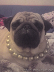 Вязка собак,  мопс #70946