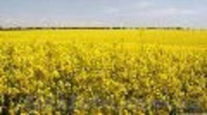 Горчица желтая,  белая #70313