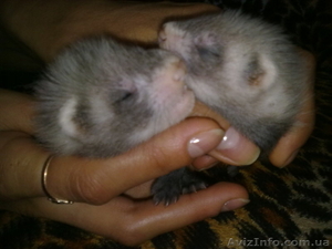 продам щенков хорька(фретки) #69799