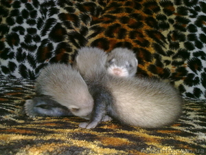 продам щенков декоративного хорька (фретки) #69494