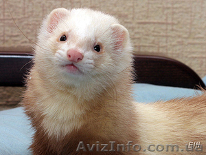 Куплю хорька около 1500 гр. только с вет-паспортом!!!!!!!!! #61703