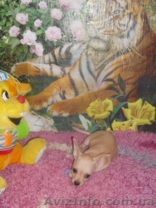 Продам  Чихуахуа #66535