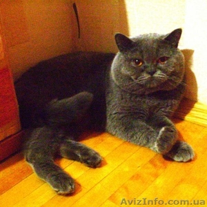 Голубой Британец ищет свою любовь #66890