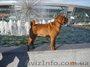 кобель шарпея ищет подругу #60602