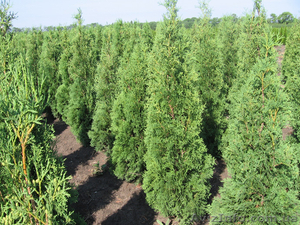 Более 200 видов растений для живой изгороди #60825