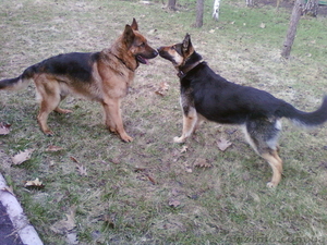 Продам породистых щенят немецкой овчарки. #62649