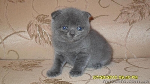 шотландский 600грн #62394