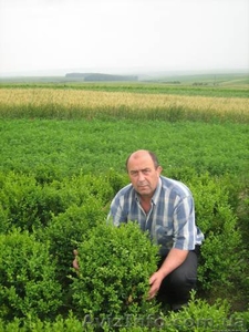 Хвойные декоративные деревя и кусты для  озеленения #65020